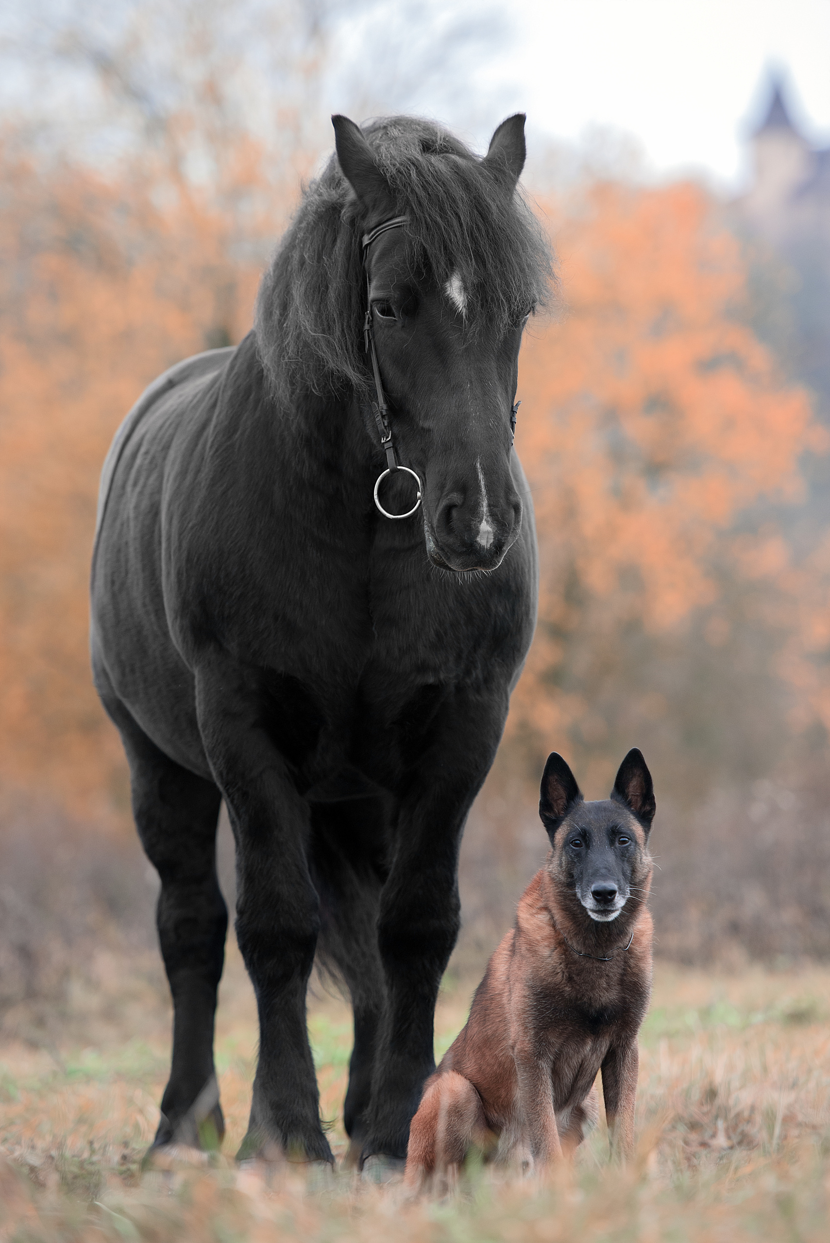 Фотограф анималист в Санкт-Петербурге Ирина Ковалева