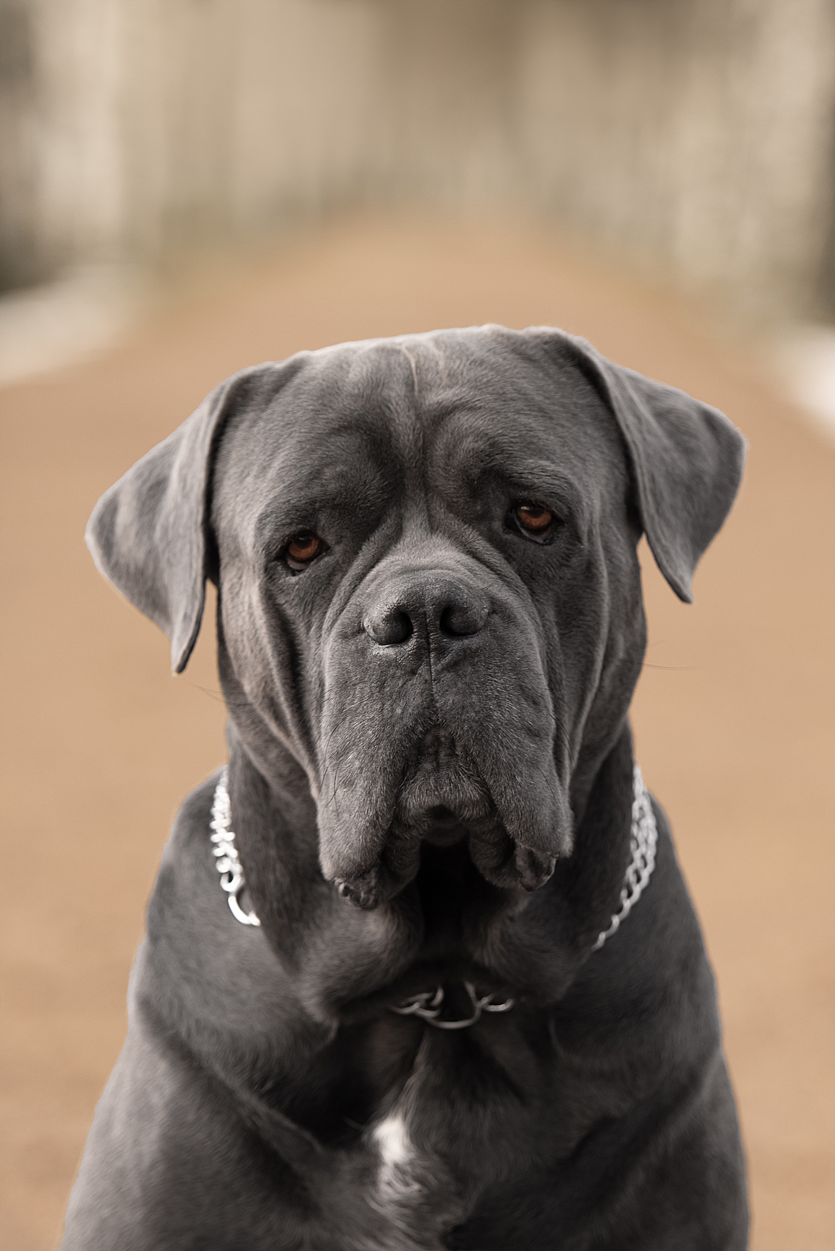 Фотограф анималист в Санкт-Петербурге Ирина Ковалева