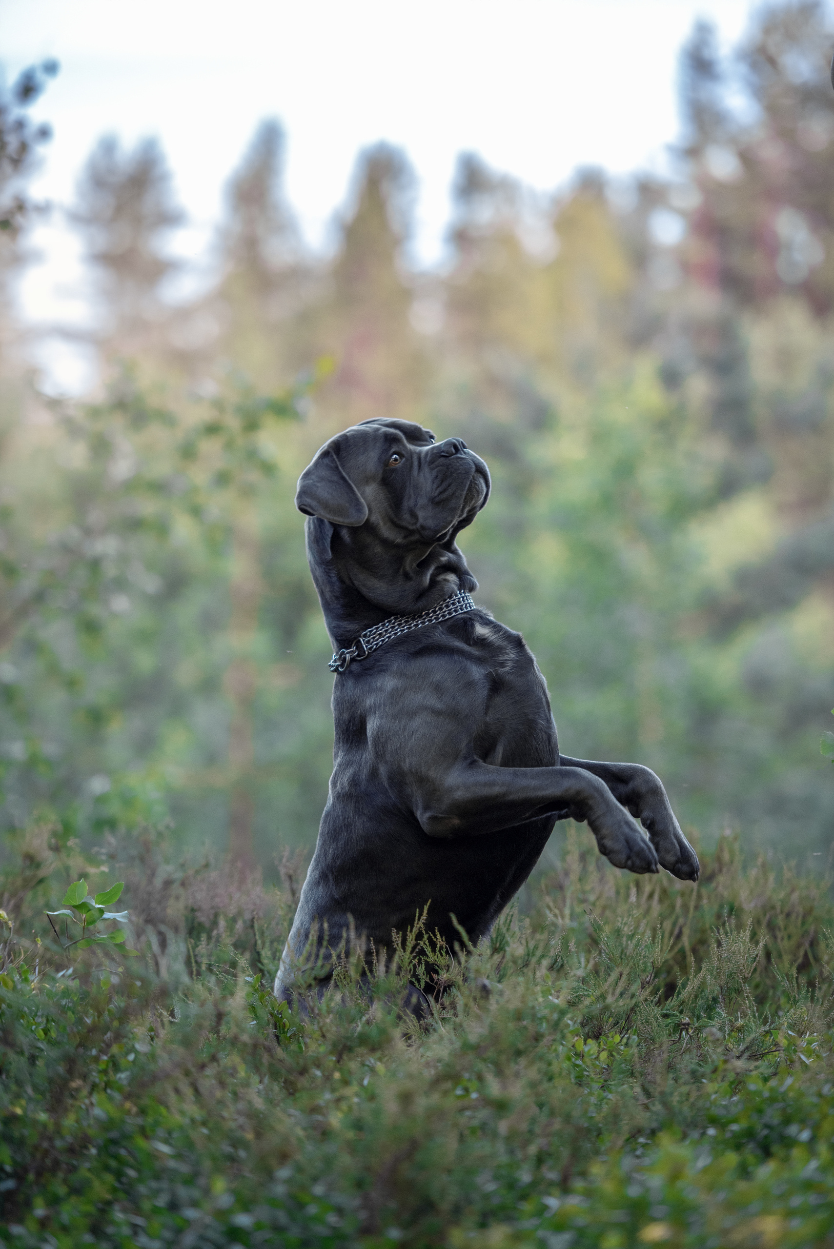 Фотограф анималист в Санкт-Петербурге Ирина Ковалева