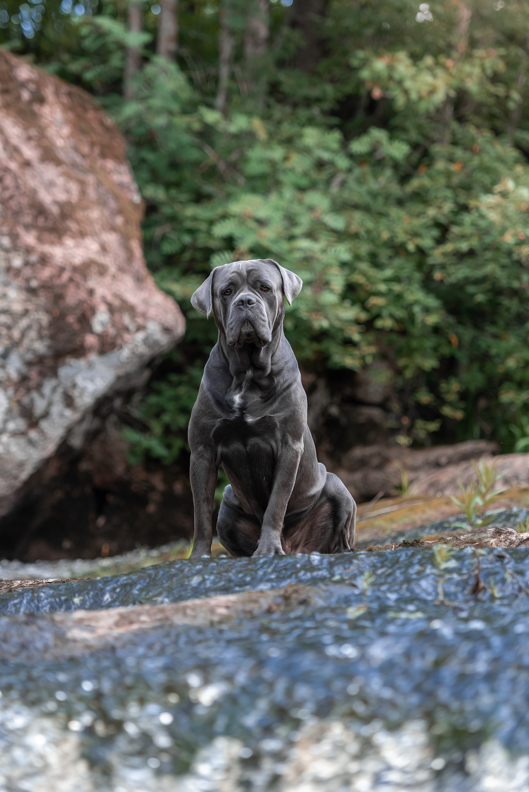 Фотограф анималист в Санкт-Петербурге Ирина Ковалева