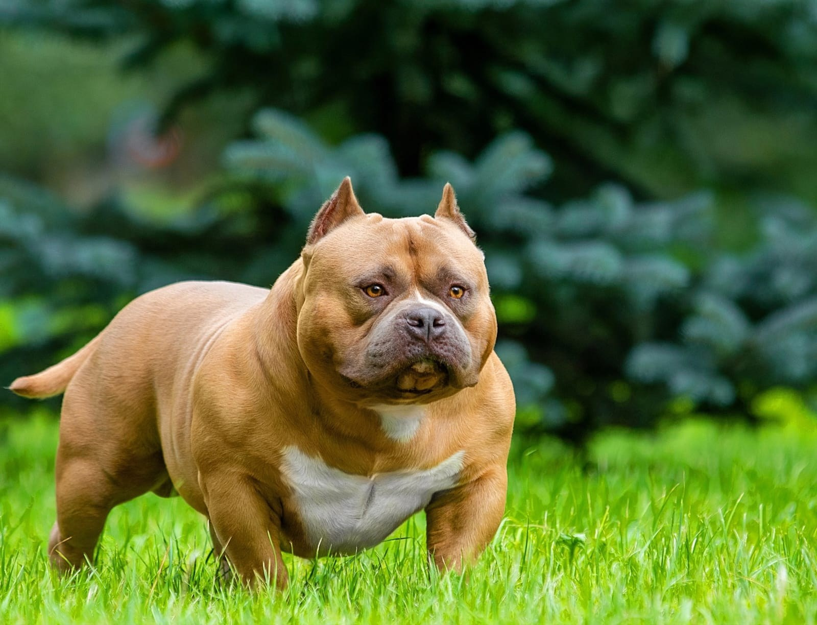 Родители Челси. ПИТОМНИК СОБАК ПОРОДЫ АМЕРИКАНСКИЙ БУЛЛИ