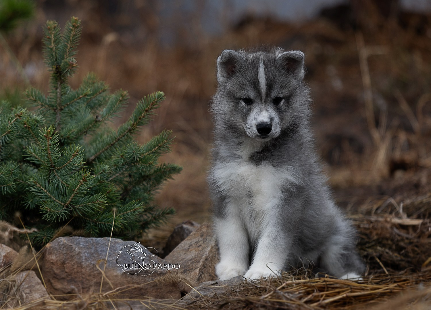 Щенки сибирского хаски из питомника. Питомник собак Акита, Хаски, Корги