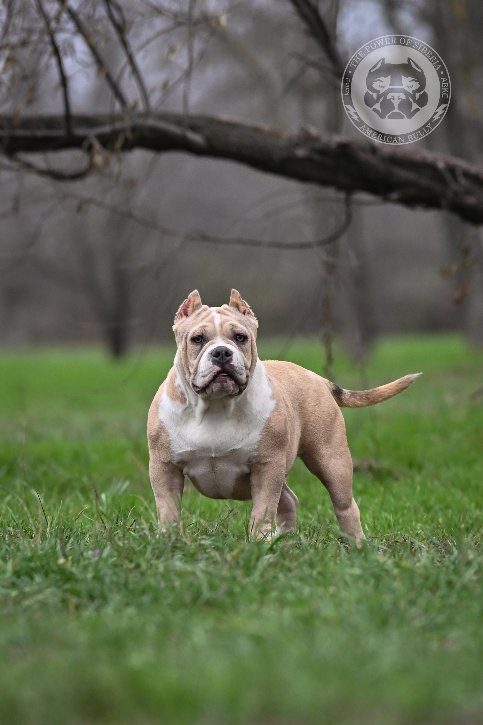 Свободные щенки Американский Булли покет. Американский Булли в г. Ростов-на-Дону. Питомник THE POWER OF SIBERIA