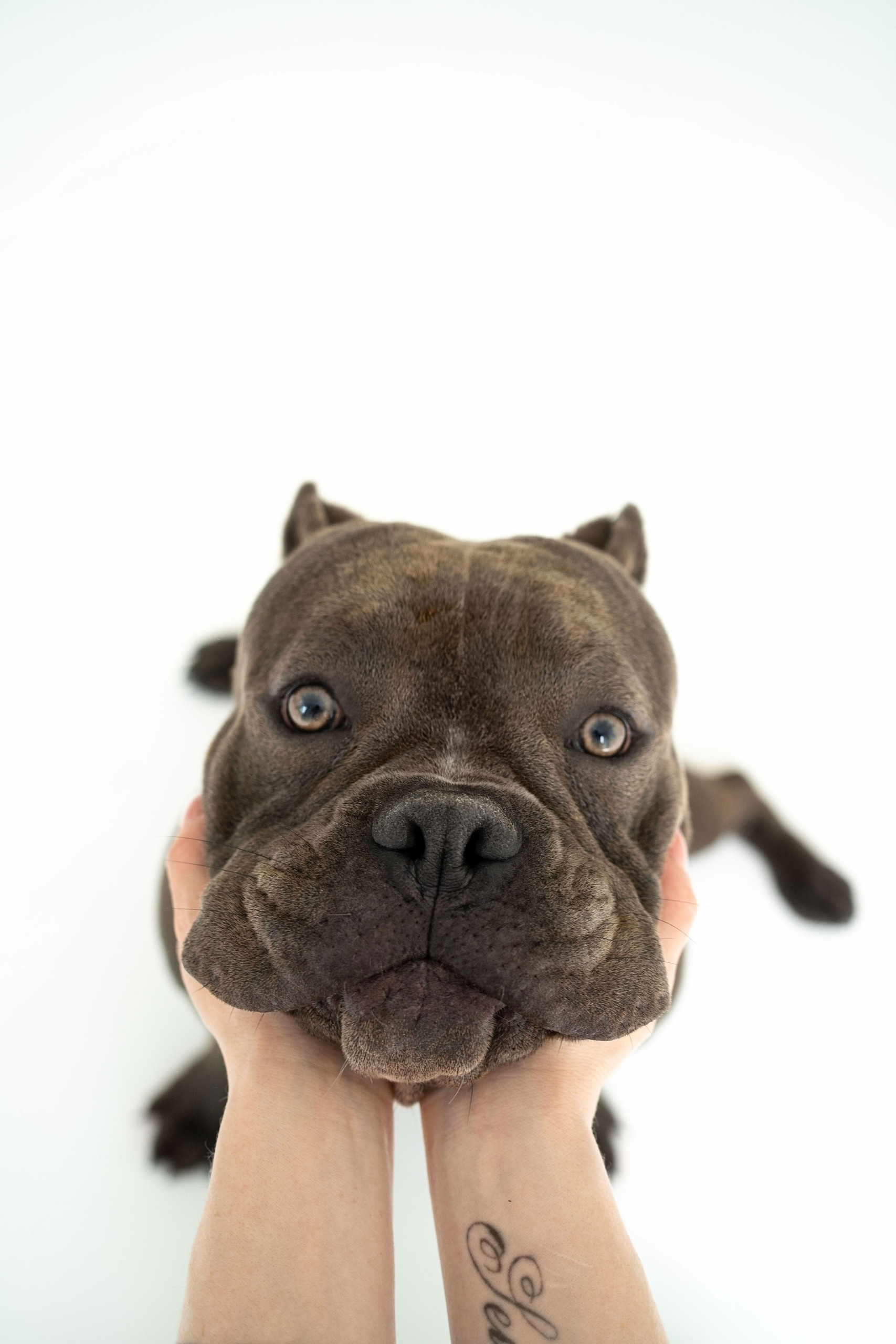 Отзывы. Фотограф анималист