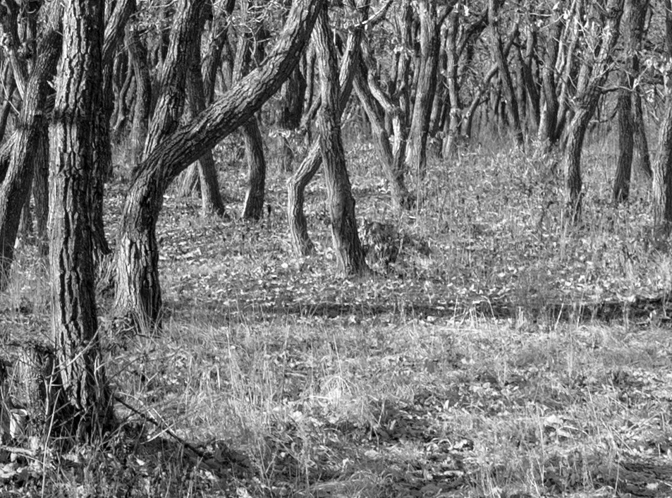 ВRUCE. Ksenia Pecherina