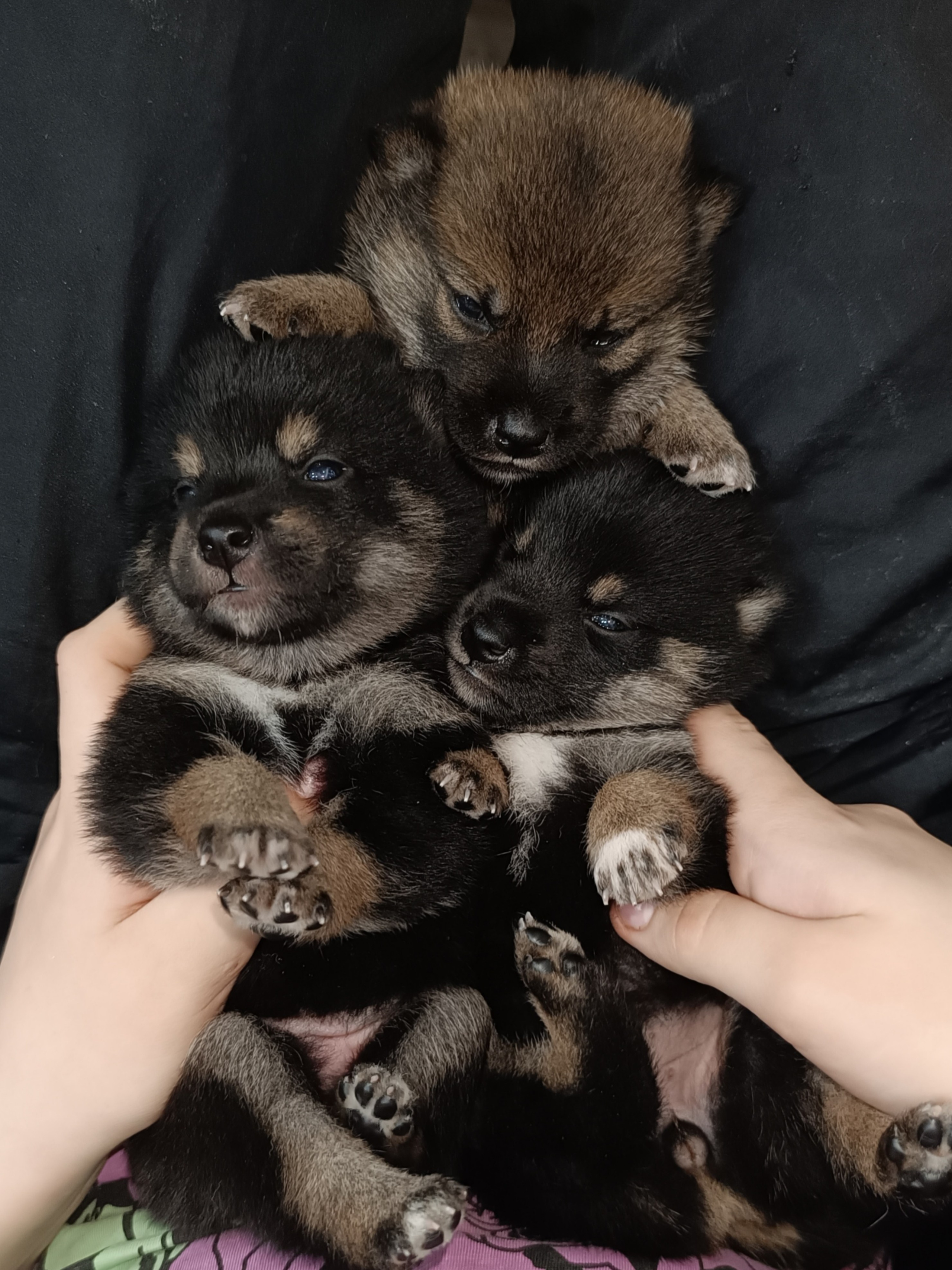 AMERICAN AKITA RUBYLIGHT KENNEL I SHIBA-INU