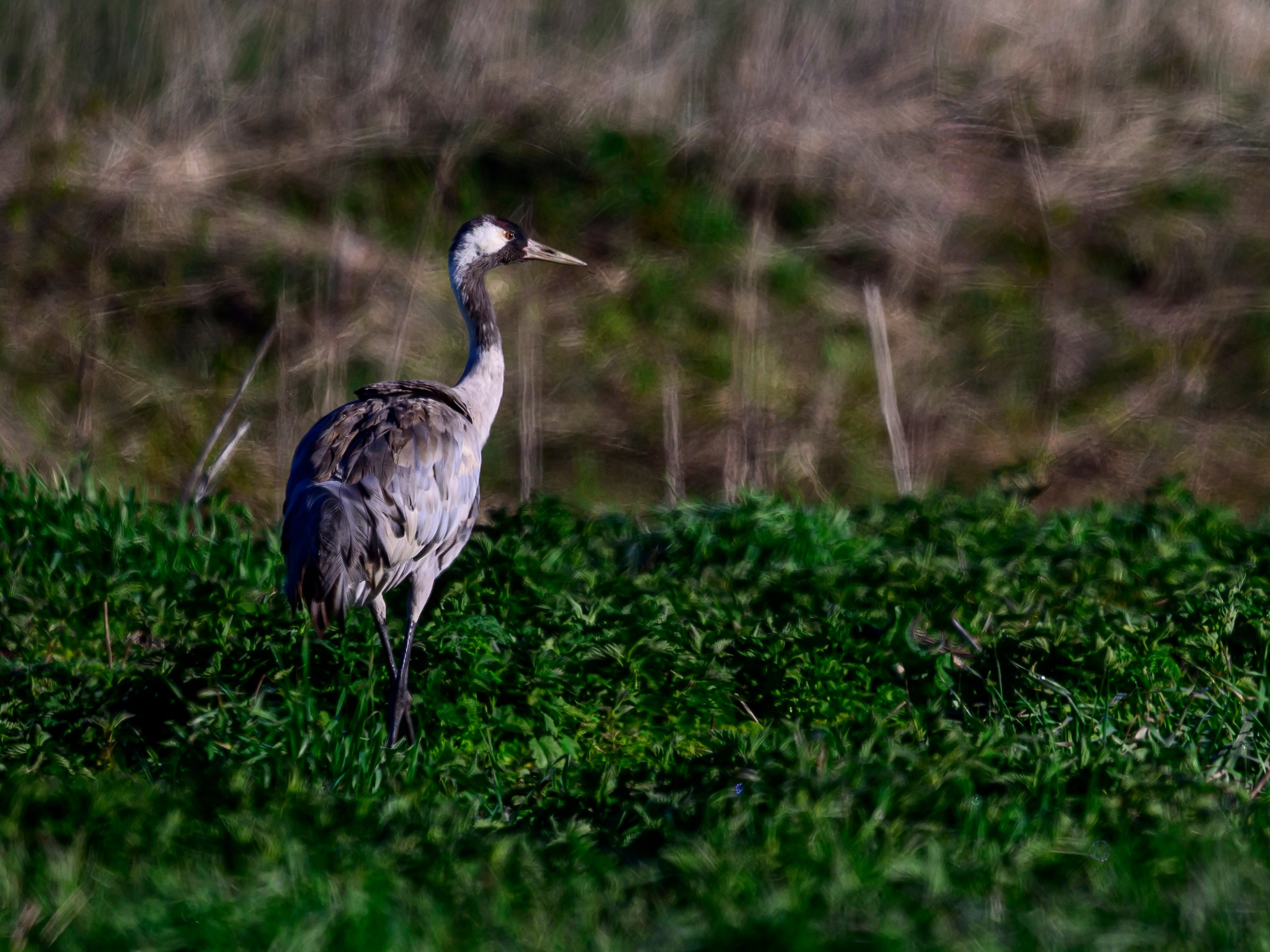 Журавли, совы, кроншнеп и кукушка. Wildlife photography by Sergey Puponin