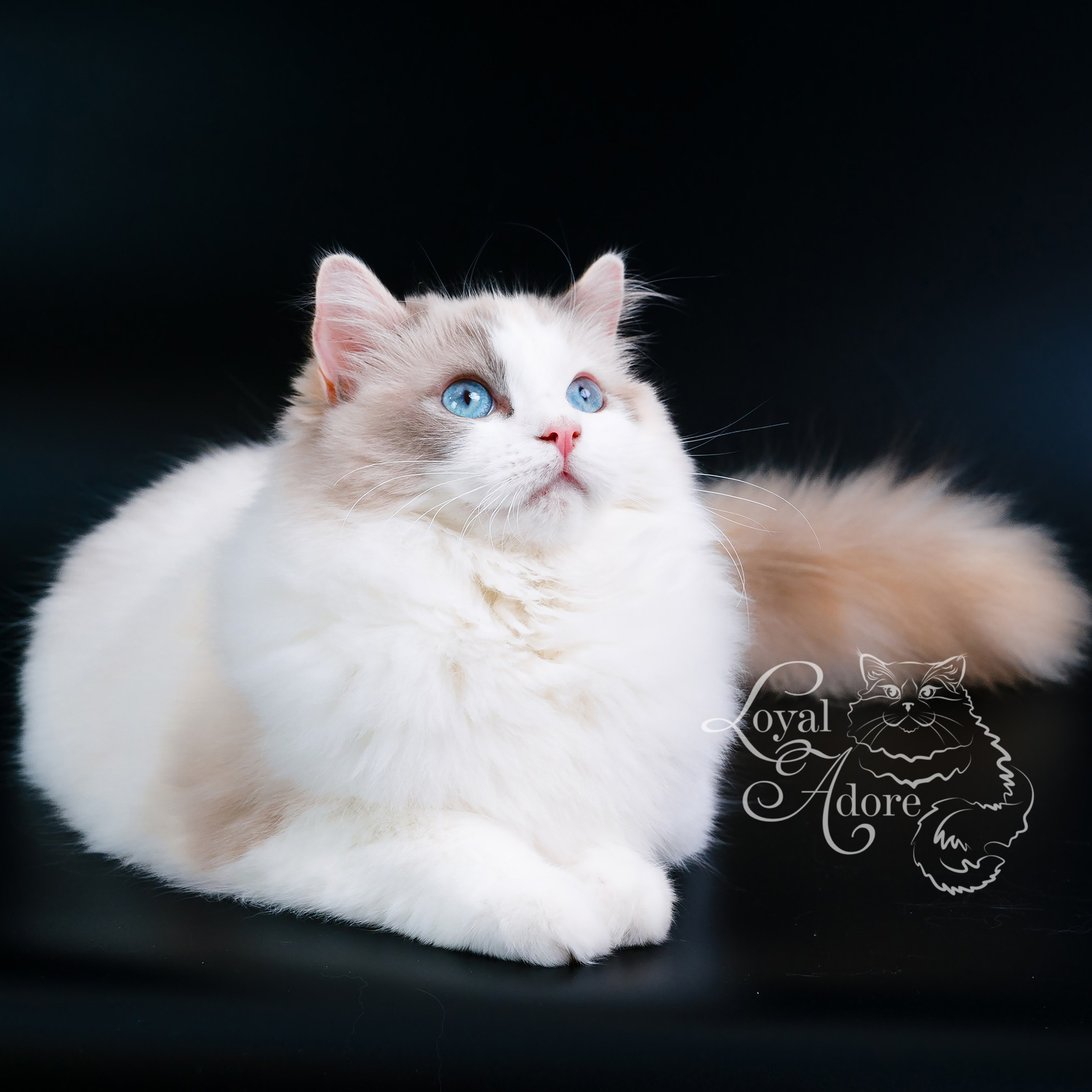 Кошки производители Loyal Adore. Питомник рэгдолл Loyal Adore