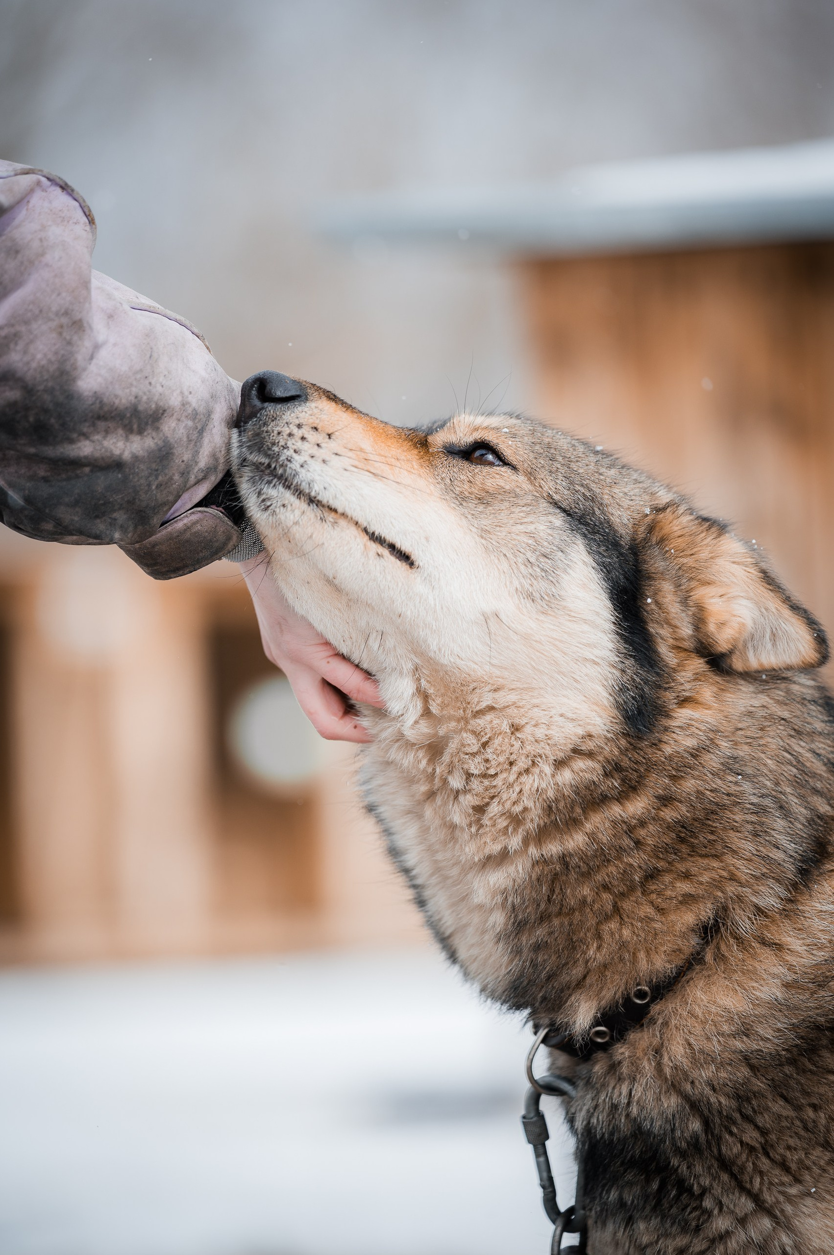 Помощь. Улыбка собаки — спасение и пристройство бездомных собак