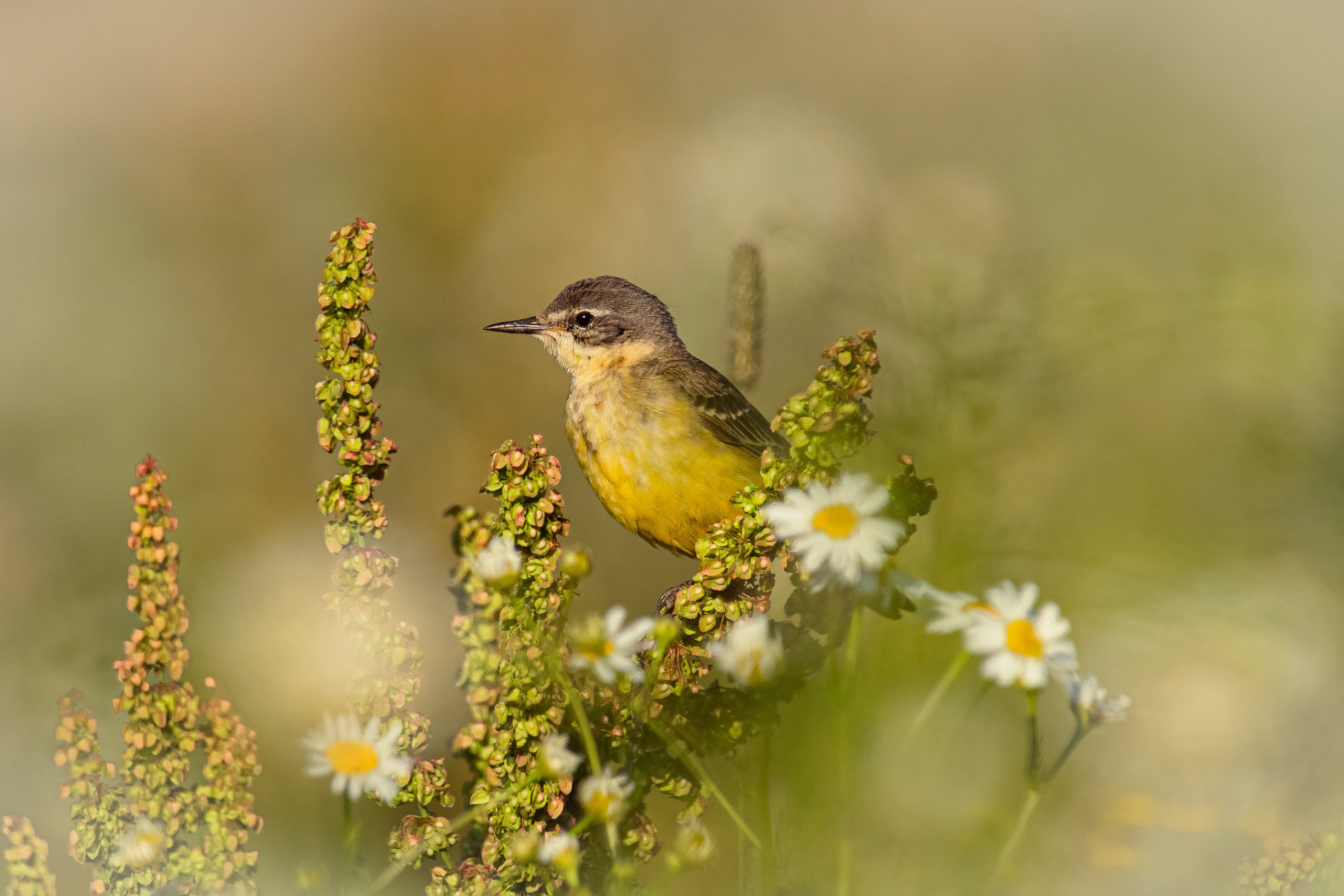 Images of wildlife. Artisistic photographs of Lena Sokolova