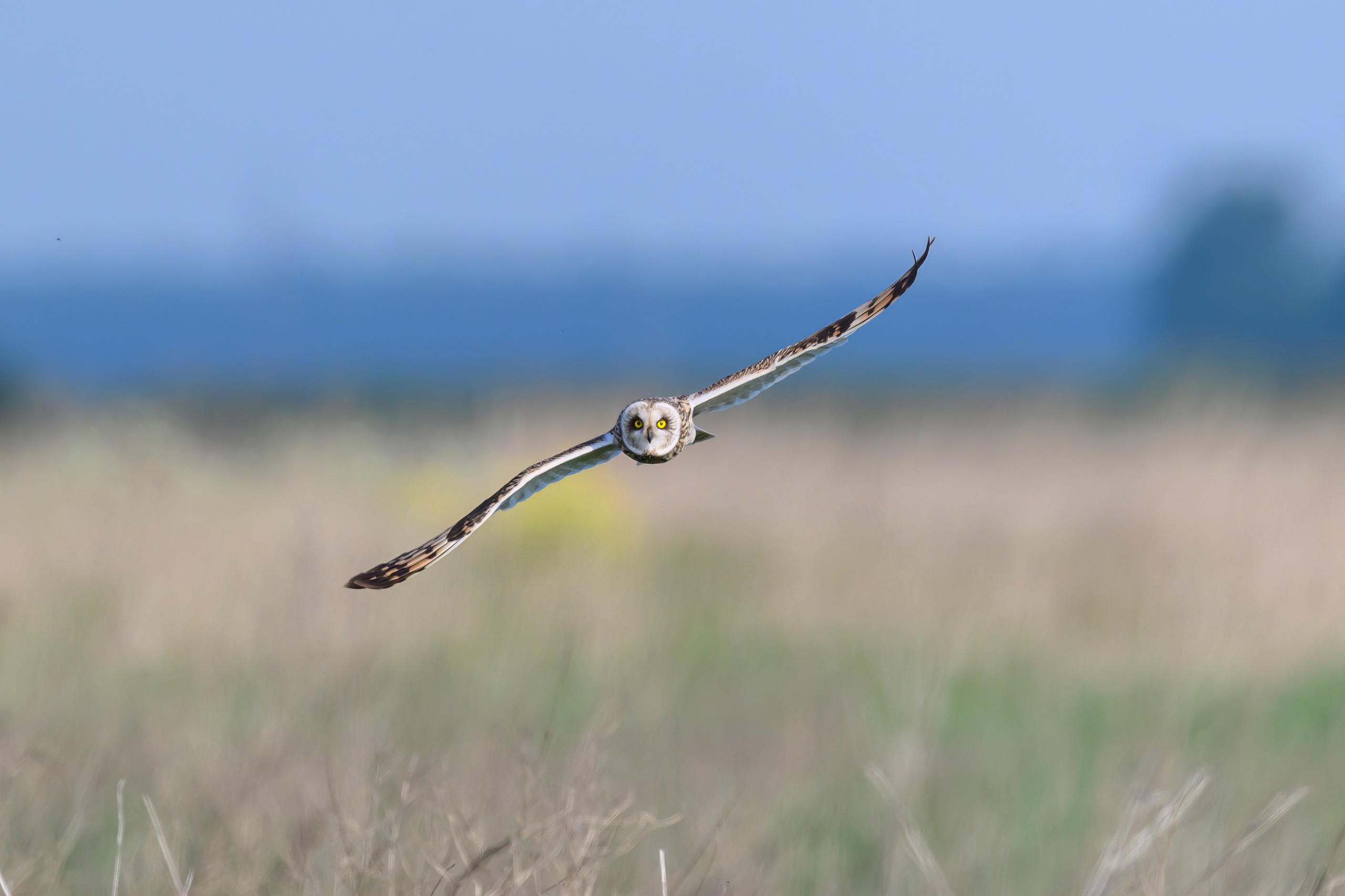 Охота совы. Wildlife photography by Sergey Puponin