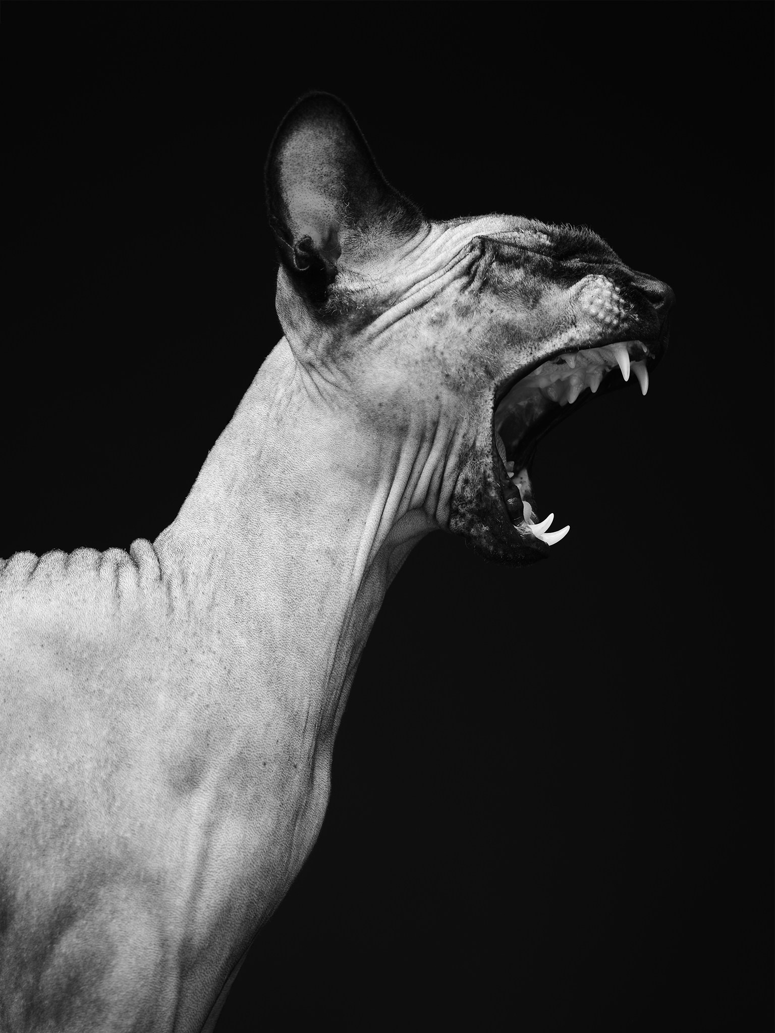 Unminted. Дмитрий Шад