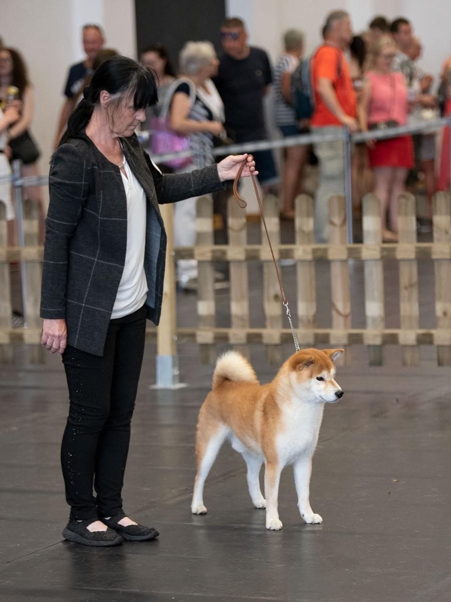 2022. SHIOMARU Shiba and Akita Inu Kennel