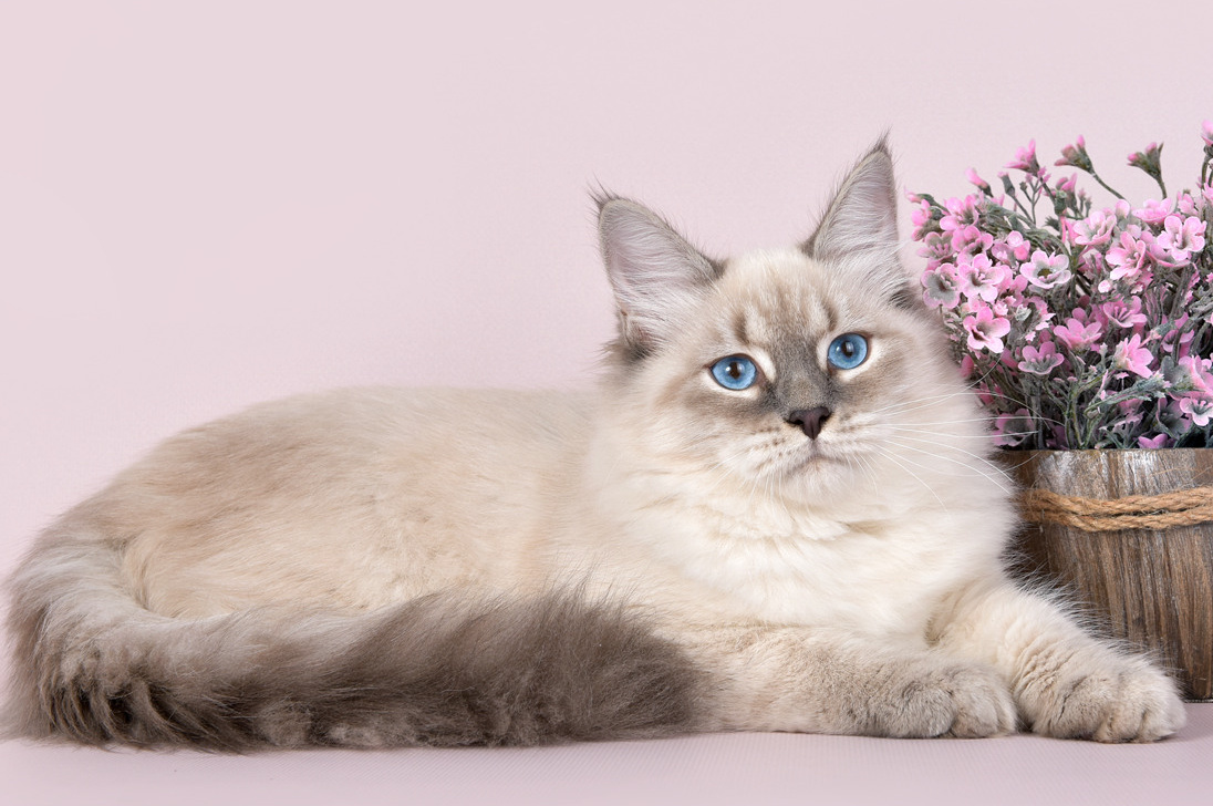 Наши котята. Главная