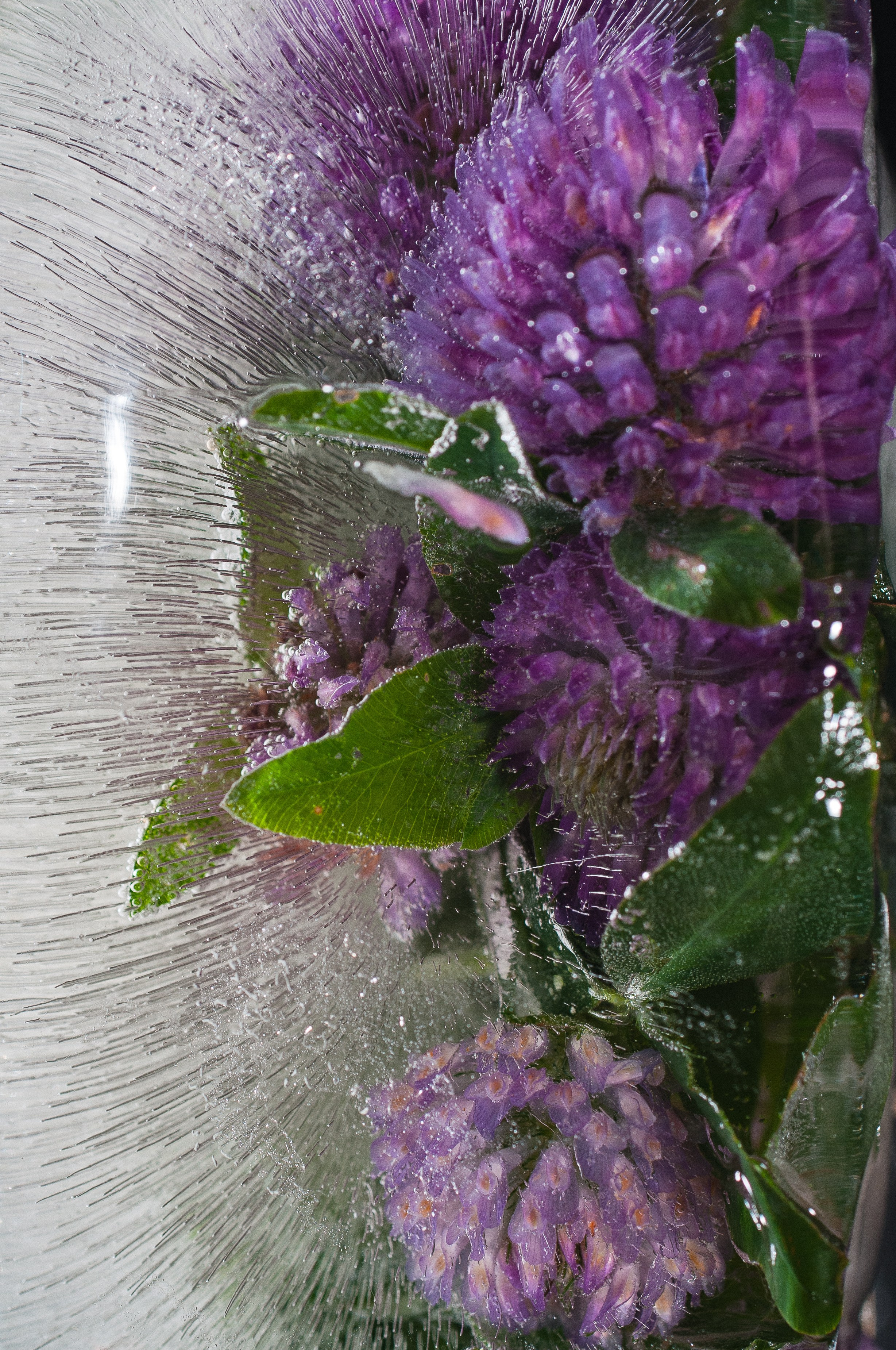 FFF — Frozen Fairy Flower. Фотограф в Санкт-Петербурге Анна Гончар